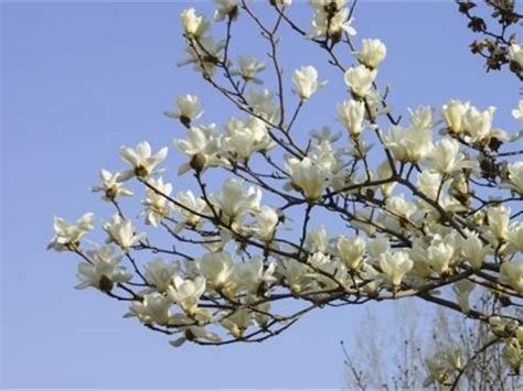 玉蘭花 招陰|【玉蘭花 招陰】玉蘭花招陰？種植前必知的風水禁忌 – 舒嵩沙師傅